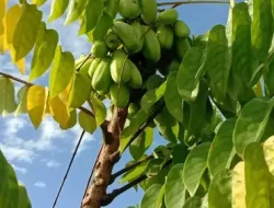 7 Manfaat Daun Belimbing untuk Kesehatan Tubuh