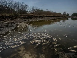 Bioremediasi: Solusi Alamiah untuk Mengatasi Pencemaran Tanah dan Air