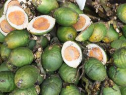 Membongkar Khasiat Pinang: Penggunaan Tradisional dan Bukti Ilmiah Modern