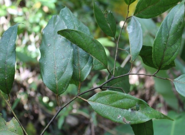 daun lemba asli papua barat