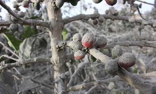 makanan ekstreem vulkanik