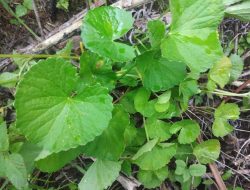 Obat Herbal dari Dedaunan Gunung yang Terlupakan