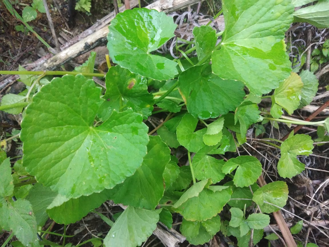 obat herbal dari daun pegunungan