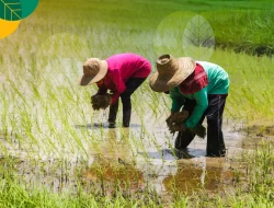 Kebijakan Wajib Tanam Padi 2025: Dilema Petani Ladang di Kepulauan Sangihe