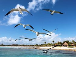 Burung Bermigrasi: GPS Alam yang Menakjubkan