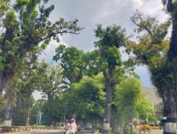 Pohon Tua di Kota: Penjaga Sejarah yang Tak Dilindungi