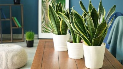 Tanaman Sebagai Terapi