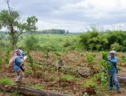 Restorasi Alam: Apakah Bisa Mengembalikan Ekosistem yang Telah Rusak?