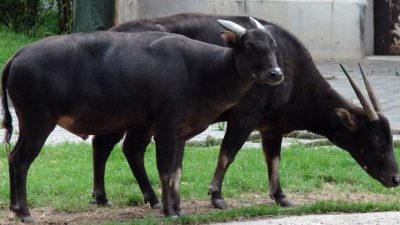 hewan langka yang terlupakan