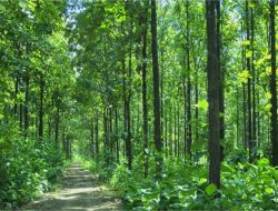 Hutan Jati Blora dan Perambahan Terorganisir: Bagaimana Petani Terjebak dalam Sistem?