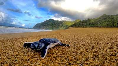 Penyu di Pantai Sukamade