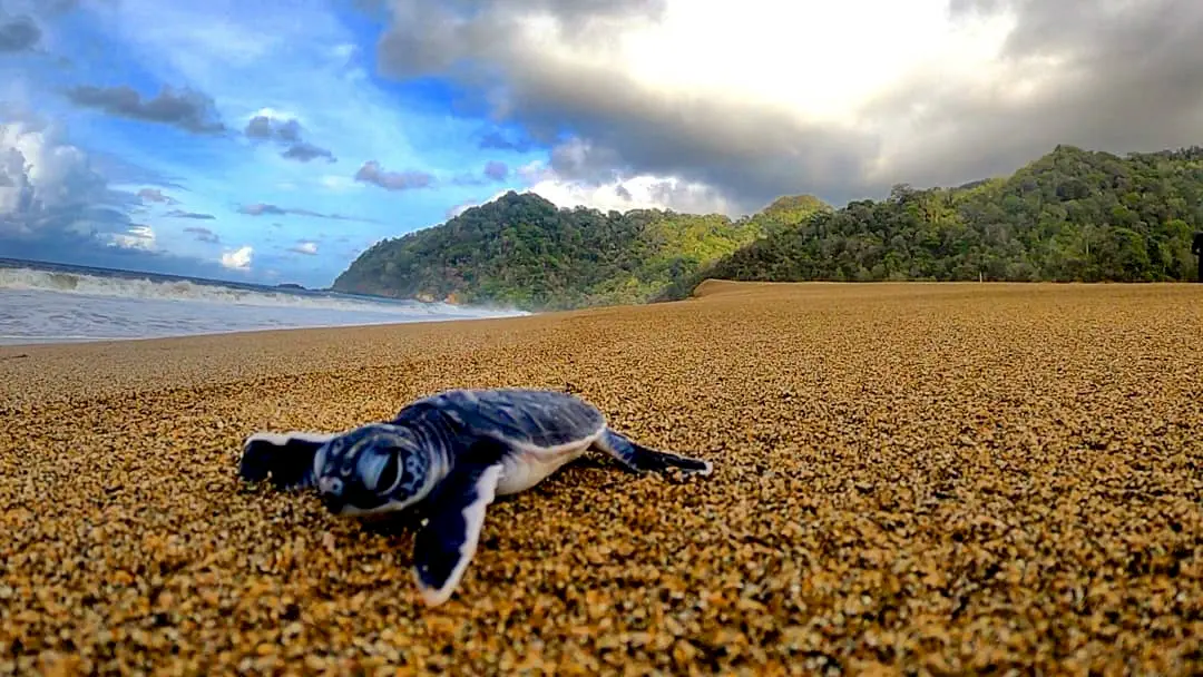 Penyu di Pantai Sukamade