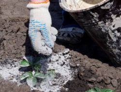 Memanfaatkan Abu Dapur Kayu sebagai Pupuk Alami di Kebun Rumah