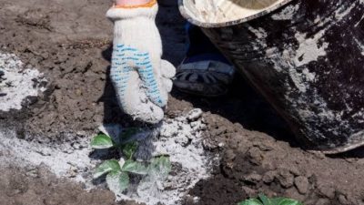 abu dapur untuk pupuk