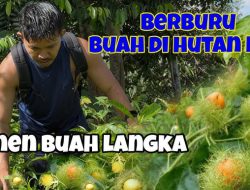 Berburu Buah Liar: Kuliner yang Bertahan Lewat Musim