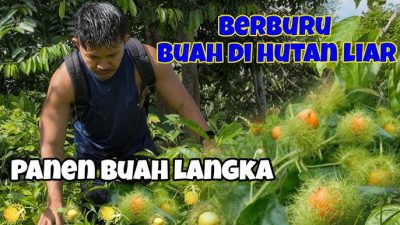 Berburu Buah Liar: Kuliner yang Bertahan Lewat Musim