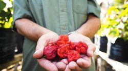 Perjalanan Mencari Cabai Paling Pedas di Dunia