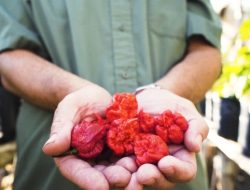 Perjalanan Mencari Cabai Paling Pedas di Dunia