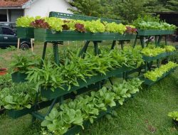 Mengubah Lahan Sempit jadi Surga Tanaman Obat