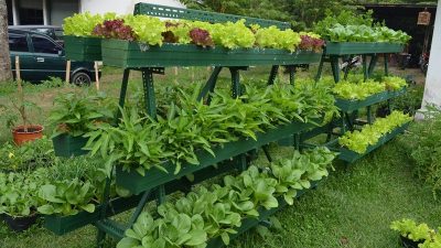 merubah lahan jadi tanaman obat