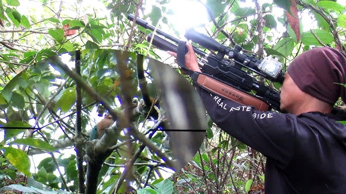 pemburu burung liar lombok