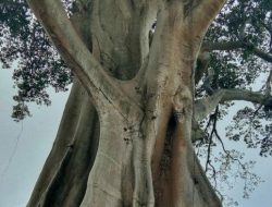 Cerita di Balik Pohon Keramat: Kearifan Lokal dan Perlindungan Alam