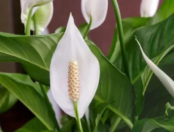 Tumbuhan Hias Penyaring Polusi Udara dalam Ruangan