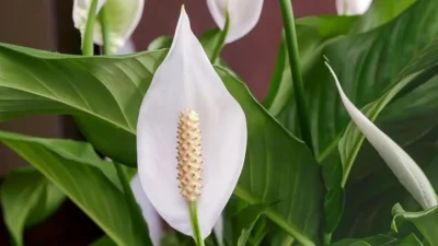 Tumbuhan Hias Penyaring Polusi Udara dalam Ruangan