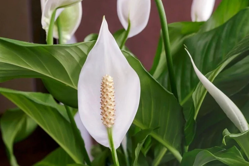 tumbuhan hias penyaring polusi